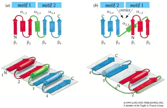 β-α-β 2 β-α-β motifs are connected in 2 different ways: a) alfa helices are on a single side of