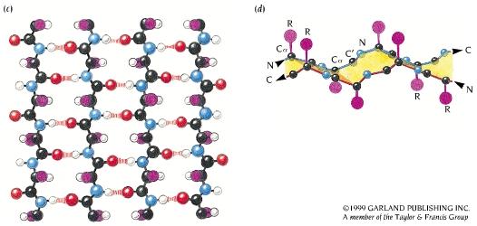 Β-sheet Red oxygen Blu nitrogen white hydrogen