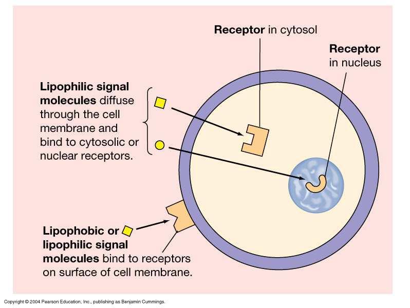 Department of Clinical and Experimental Medicine Pharmacology Unit - University of Ferrara CLASSIFICAZIONE DEI RECETTORI Molecole segnale liposolubili attraversano la membrana cellulare e si legano a