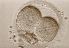 SVILUPPO EMBRIONALE L embrione si sviluppa per una continua successione di: Divisione citoplasmatica Divisione cellulare Il primo clivaggio è l unica divisione sincrona che porta alla formazione