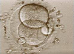 Conseguenze: Ineguale distribuzione di mrna, mitocondri e