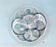 Presenza di due o più nuclei nei blastomeri Presenti in circa il 30% di embrioni Multinucleazioni Assenza di citochine Cause Parziale frammentazione di nuclei Difetti nella migrazione dei cromosomi
