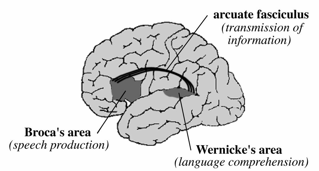 Aree cerebrali coinvolte nel linguaggio Fascio arcuato (trasmissione dell