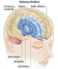 Sistema limbico Comprende quei nuclei e quei fasci che si trovano tra cervello e diencefalo.