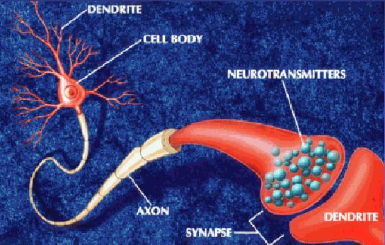 Come si parlano i neuroni I. Cosa succede quando un neurone incontra un altro neurone?