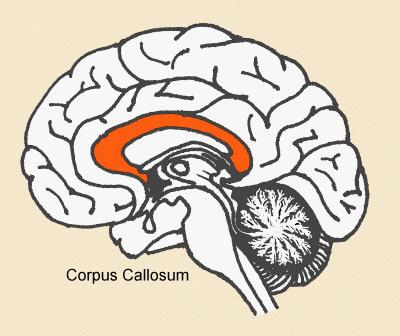 quello maschile (le donne tendono ad usare entrambe i lati del cervello) La