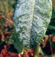 Da caduta petali a scamiciatura AFIDE VERDE In post-fioritura, alla comparsa delle prime colonie,