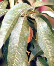 NOVITA MARCIUME DEI FRUTTI (Monilia fructigena, Monilia laxa) SCORE