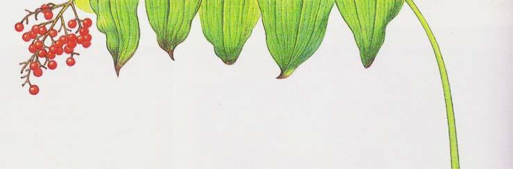 fillotassi verticillata Due foglie per nodo: fillotassi decussata: (decussata opposta se le coppie successive di