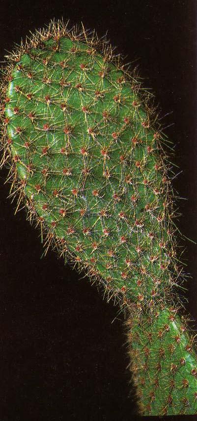 Opuntia (Cactaceae) Strategia adattativa: