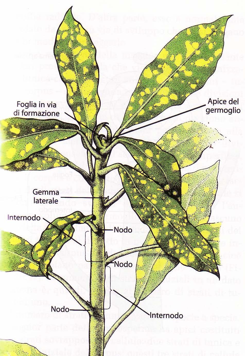 Il fusto sostiene le foglie, esponendole alla luce e all aria. Il fusto è suddiviso in nodi ed internodi. Le foglie sono connesse al fusto a livello dei nodi.