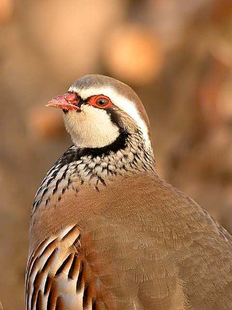 Alectoris Specie: Alectoris rufa Linnaeus, 1758 Sottospecie italiane: Alectoris r. rufa; A. r. intercedens; A r.