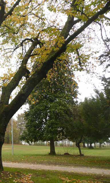 Il parco, al centro del quale spicca la rosseggiante Villa Rusconi, sorge nel piccolo centro storico di Mezzolara e, nel suo complesso mescola elementi dei giardini ornamentali tipici delle residenze