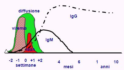 La risposta immune E studiata attraverso il dosaggio delle IgG e IgM specifiche IgM: reinfezioni, persistenza (vaccini), reattività aspecifica (cross reattività