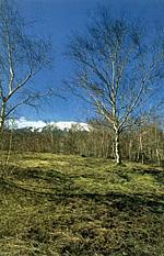 nordici, riescono a formare dei boschi estesi e praticamente puri.