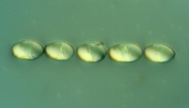 Caratteristiche biologiche Il bicarbonato di potassio è classificato da Fungicide Resistance Action Committee (FRAC) fra i prodotti con meccanismo d azione non noto (FRAC Group M1).