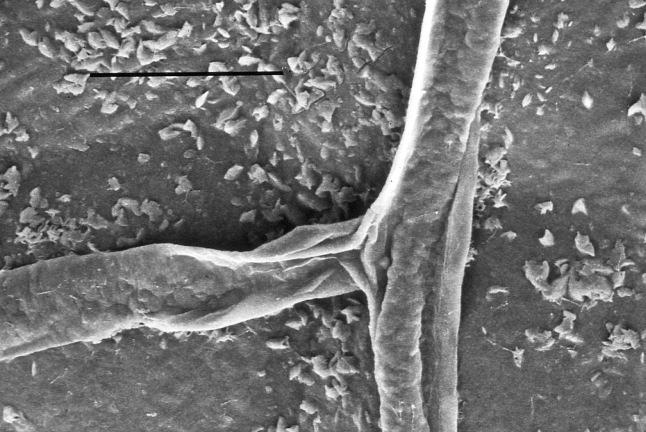 Indistinguibile dal comune potassio e bicarbonato normalmente presenti in natura, i residui non sono rilevabili e i prodotti sono esenti da LMR in UE. Figura 1.