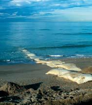 Gruppo Nazionale per la Ricerca sull Ambiente Costiero Toscana Uno dei setti sommersi di Marina di Ronchi durante la costruzione e la spiaggia come si presenta dopo l intervento.