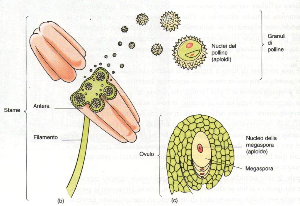 Antera L insieme degli