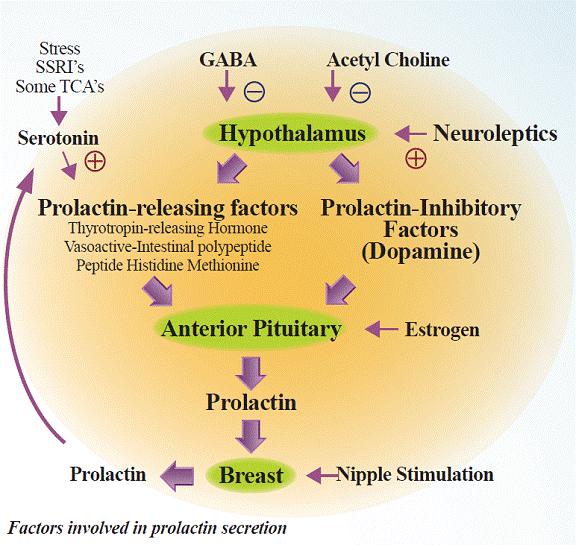 PROLATTINA La PRL è un ormone polipeptidico di 199 amminoacidi del peso di 23 kd prodotto dalle cellule