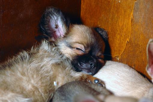 ) DEL Riflessione A noi piacciono allevamenti odolci, le varie inserzioni con foto stati spesso tristi di cuccioli Chihauhaua, con gli occhi smarriti, sembrano da negozio.