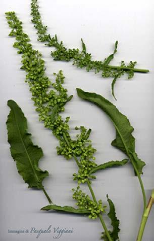 Cuscuta