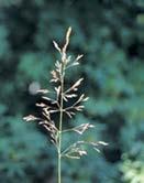 FORAGGERE GRAMINACEE Agrostis canina Agrostis