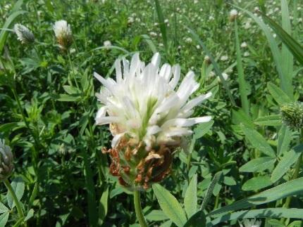 hybridum Trifolium pratense Hedysarum coronarium