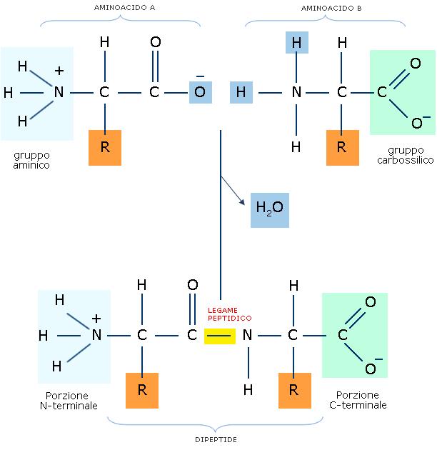 Gli amminoacidi si legano covalentemente tra loro e formano polimeri lineari (polipeptidi) Reazione di condensazione (reazione endoergonica)