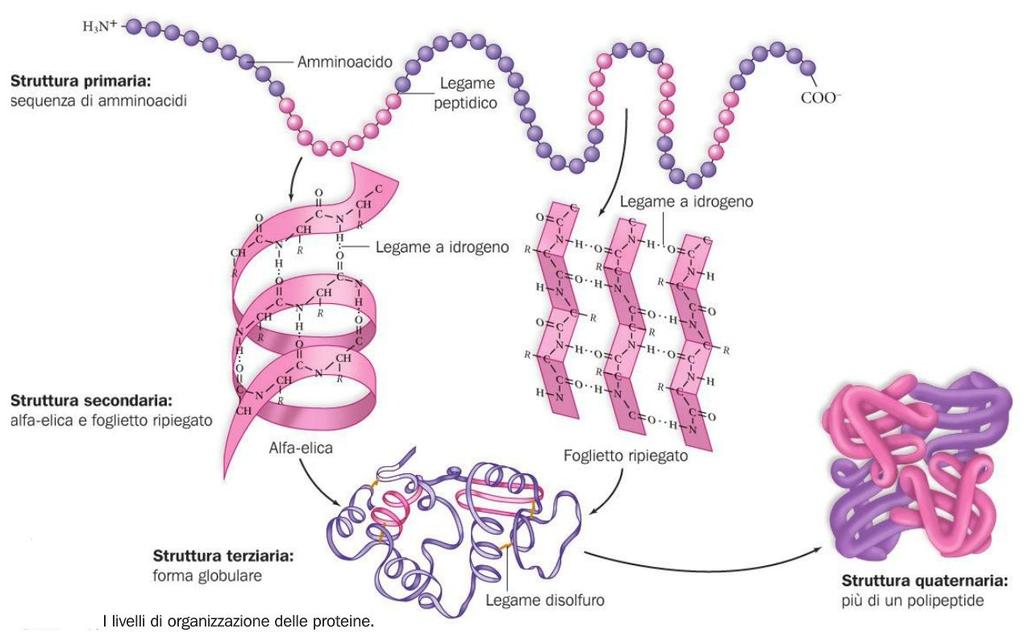 La gerarchia strutturale delle proteine L architettura delle