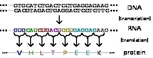 La funzione di ogni proteina dipende dalla sua sequenza Le proteine sono gli strumenti molecolari attraverso cui si esprimono le informazioni genetiche Attivazione proteolitica