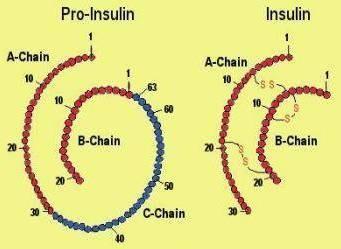 Sanger determinò la sequenza degli aa dell insulina: ogni proteina ha una sua sequenza precisa (struttura primaria) che la distingue dalle altre.