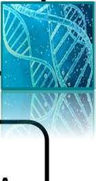 METODO TRADIZIONALE - APAT IRSA 7080/ - RAPPORTI ISTISAN 07/5 ISSA 011A METODO ALTERNATIVO PCR - RT Nel mment in cui si appaian alla sequenza cmplementare, emettn il segnale di flurescenza SI SEGUE