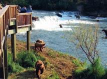 Brooks Lodge, Katmai National Park Brooks Falls sorge nel Katmai National Park nel cuore dell Aleutian Range ed è conosciuto in tutto il mondo per la presenza di numerosi orsi bruni