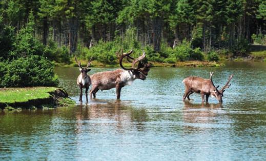 CANADA TOUR Natura dell Est Un autentica immersione nella natura che offre la possibilità di scoprire gli aspetti più affascinanti della cultura e della tradizione indiana, con camminate nella