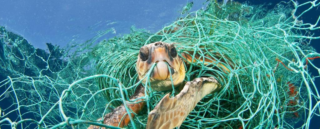 Calabria, Campania, Puglia e Sicilia A luglio 2015 è partito il progetto Sviluppo sostenibile delle attività di pesca nelle Regioni ricadenti nell Obiettivo Convergenza attraverso interventi