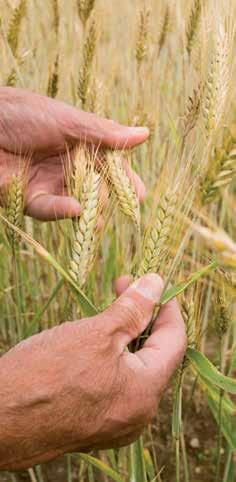 Agrivillage nasce da un idea di sviluppo, di preservazione e rilancio del territorio e soprattutto di quel patrimonio culturale che costituisce la nostra storia e la nostra ricchezza.