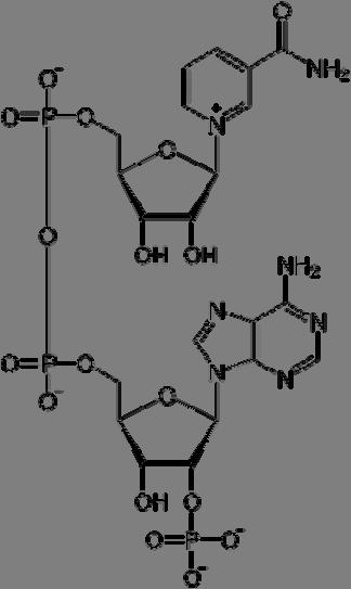 Sempre all interno dei cloroplasti, ma separati dalla matrice solubile, sono invece contenuti numerosi sacchi oblunghi, appiattiti e membranosi detti tilacoidi: essi si accumulano in fitte strutture