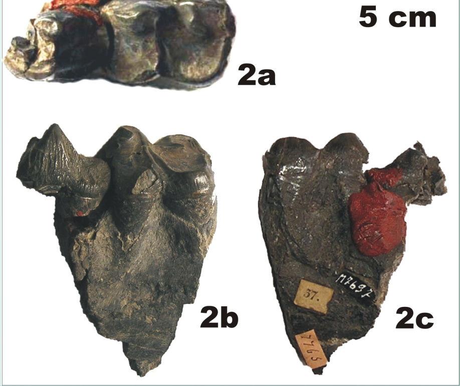 Anthracotheriinae specie Anthracotherium magnum vista occlusale 1.