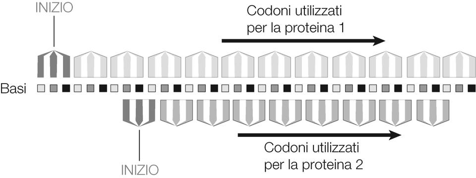 Alcune sequenze di DNA codificano per più proteine In mol/ casi una sequenza di DNA codifica per una sola proteina.