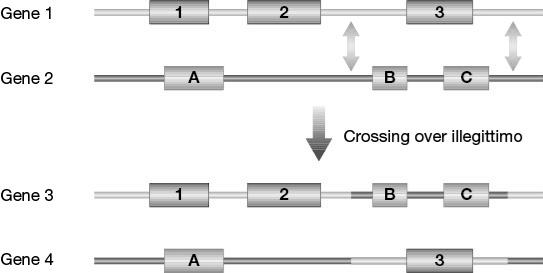 GLI INTRONI OFFRONO DUE VANTAGGI: 1) generare mol7 trascrii e proteine differen7 a par7re da un unico gene.