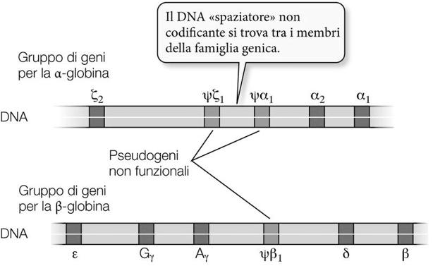 Famiglia di geni GENI DELLE GLOBINE: α e β globine Ex.