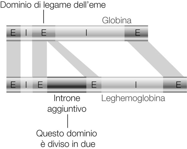 variazione nella lunghezza dei geni è molto + grande variazione lunghezza mrna (α- globina=585 basi, β-