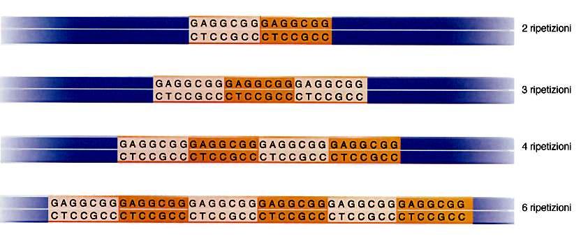 VNTR (Variable( Number Tandem Repeats) Sequenze anche molto lunghe rilevabili per Southern Blot: - sonde a