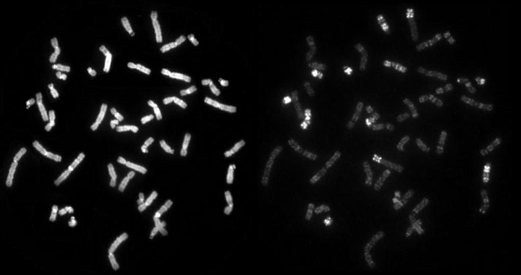 Caratterizzazione dell ibrido HY #240 mediante FISH l indicazione e grossolona, motivo per cui si procede con