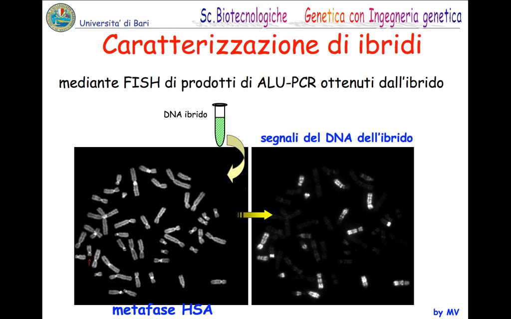 Caratterizzazione di ibridi: grossolana Il DNA dell ibrido viene estratto e