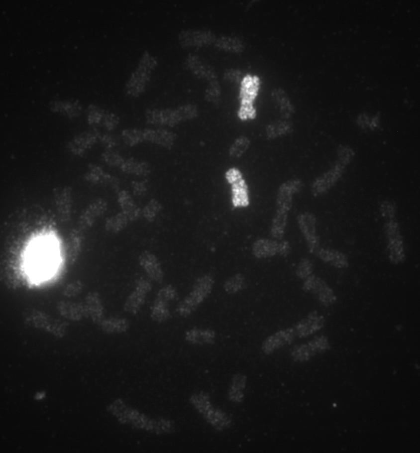 Questo passaggio e fondamentale per aumentare la rappresentativita del DNA