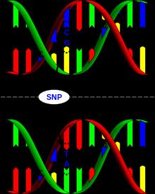 Polimorfismi e la variazione genetica Variazione individuale nel DNA (con frequenza 1% nella popolazione) SNP (single nucleotide polymorphism)è definito