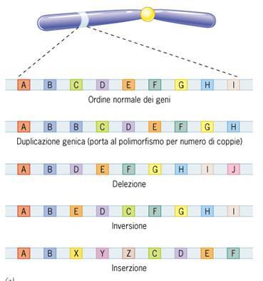 ( variabilità) Altri tipi di polimorfismi comprendono variazioni nel numero di copie di un gene, inserzioni o delezioni, variazioni nel numero di sequenze