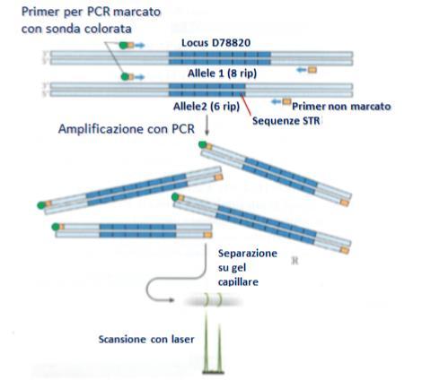 16 plex Restriction Fragment Length Polymorphism (3) PCR detection I